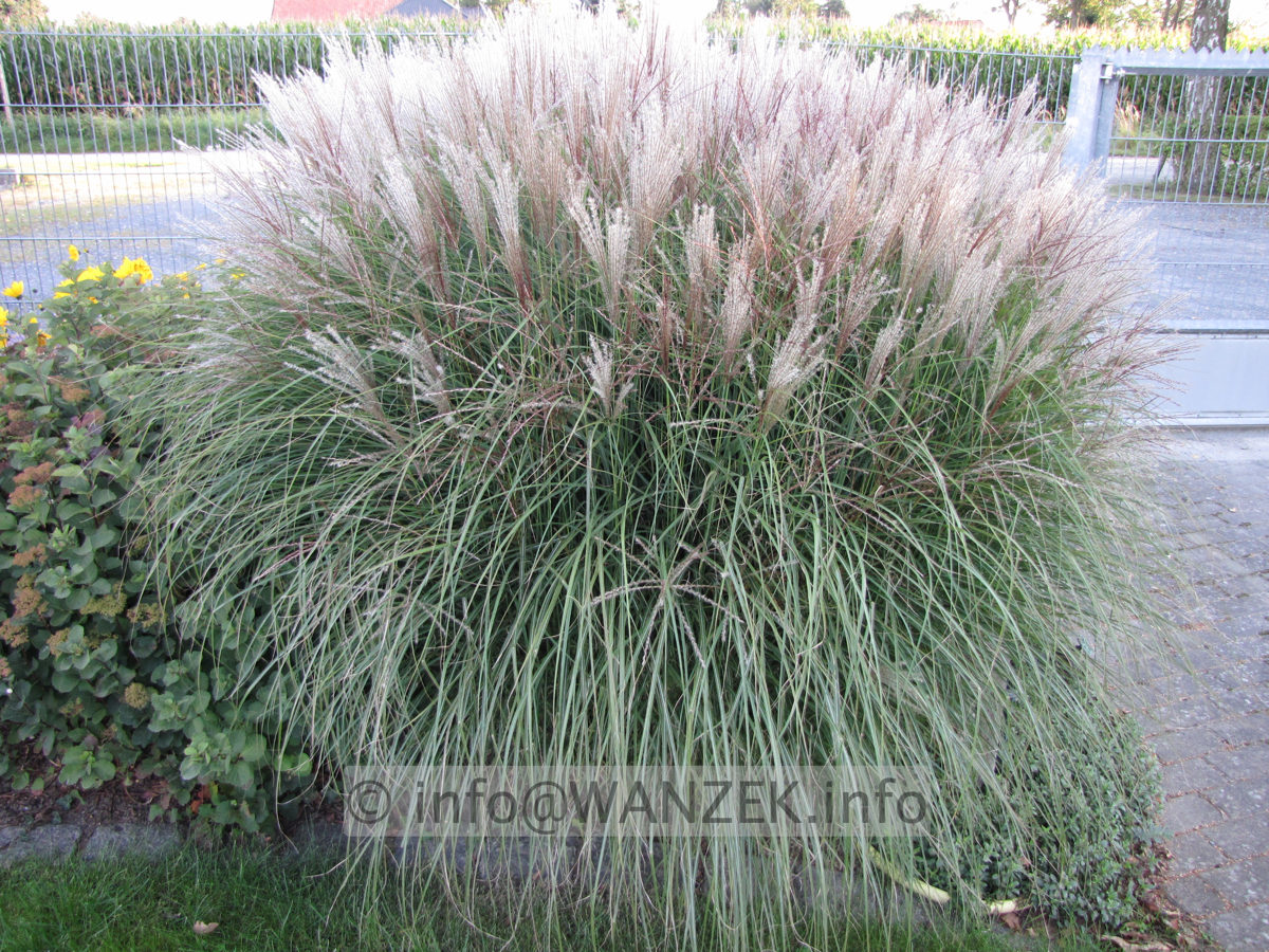 Miscanthus sinensis Kleine Silberspinne 03.JPG